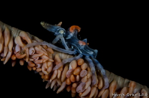 Xenon Crab by Henrik Gram Rasmussen 